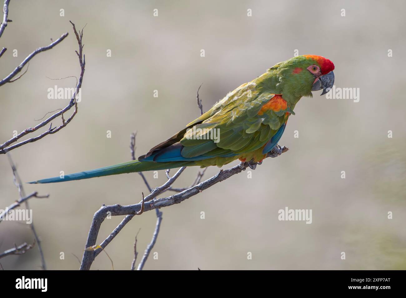 Profilo Ara rubrogenys (Red fronted Macaw Community Nature Reserve), Omerque, Bolivia Foto Stock