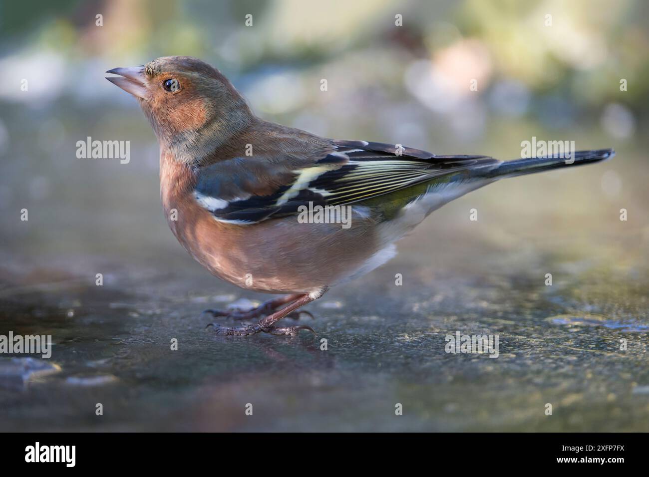 Chaffinch (Fringilla coelebs) bevendo da un piccolo spazio nel ghiaccio, Brasschaat, Belgio, gennaio. Foto Stock