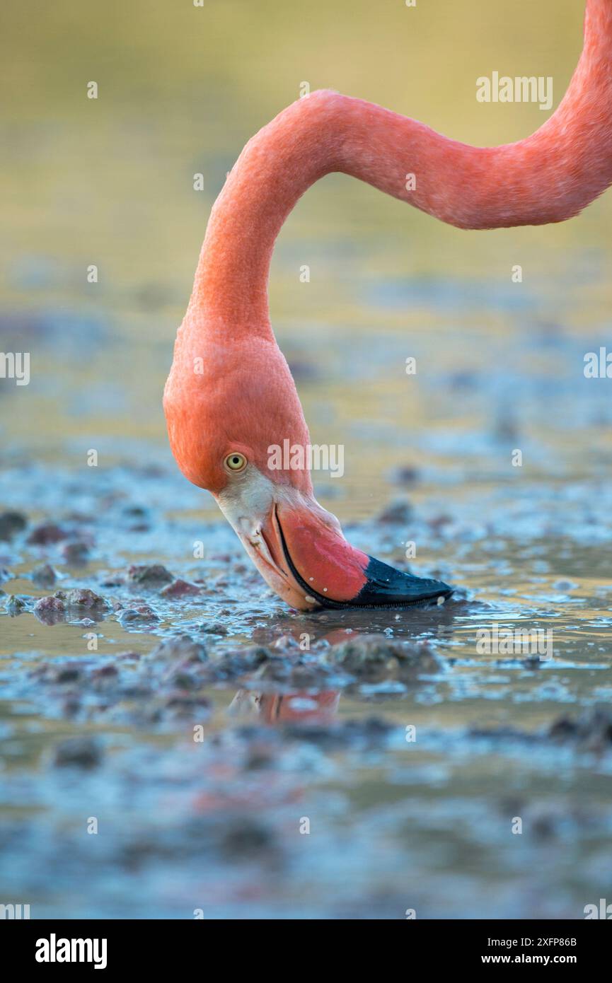 Alimentazione del fenicottero americano (Phoenicopterus ruber), Punta Cormorant, Floreana Island, Galapagos Foto Stock