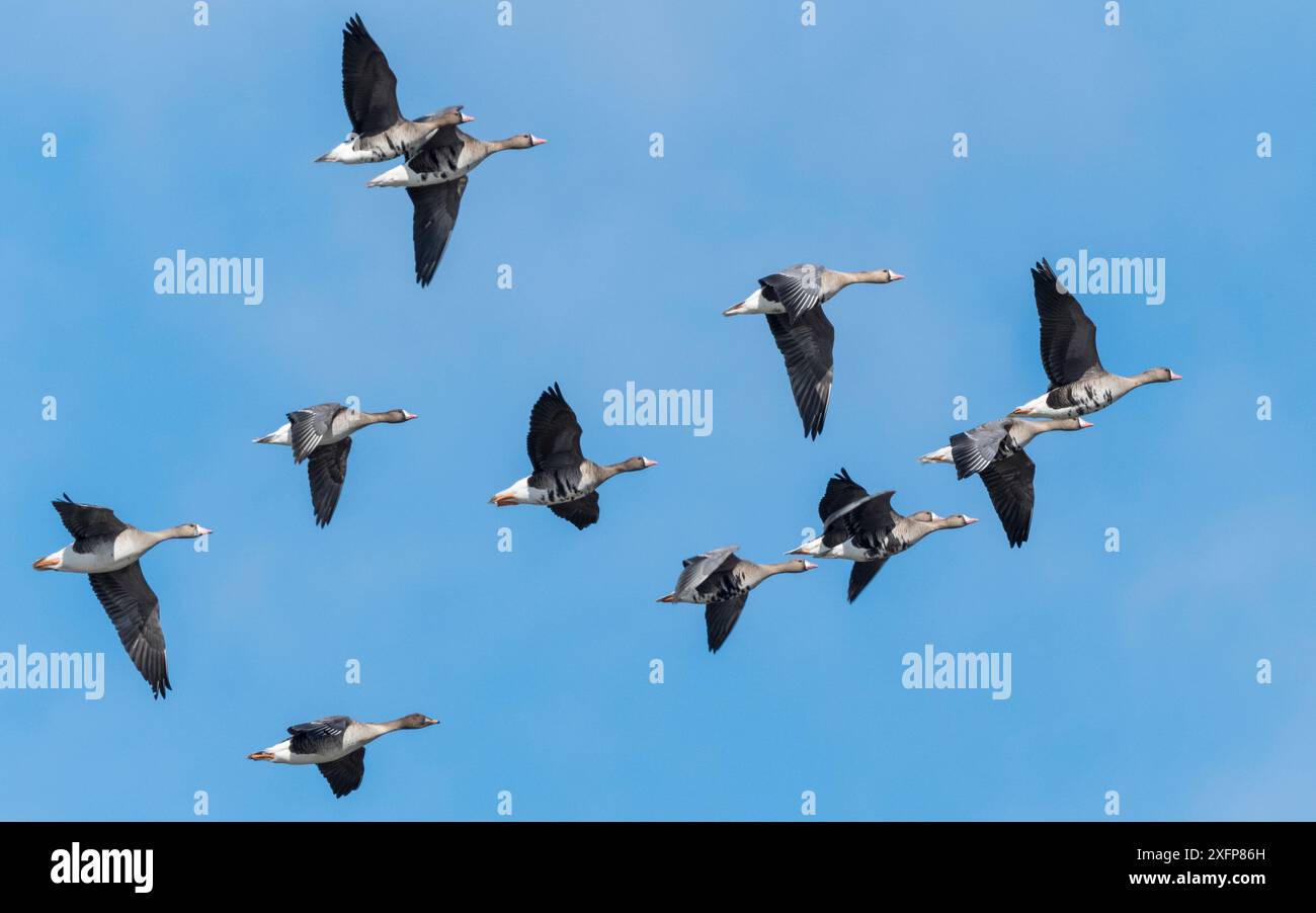 Bean Goose (Anser fabalis), sul fondo con una maggiore oca bianca (Anser albifrons), sulla strada per la Siberia, Finlandia, aprile. Foto Stock