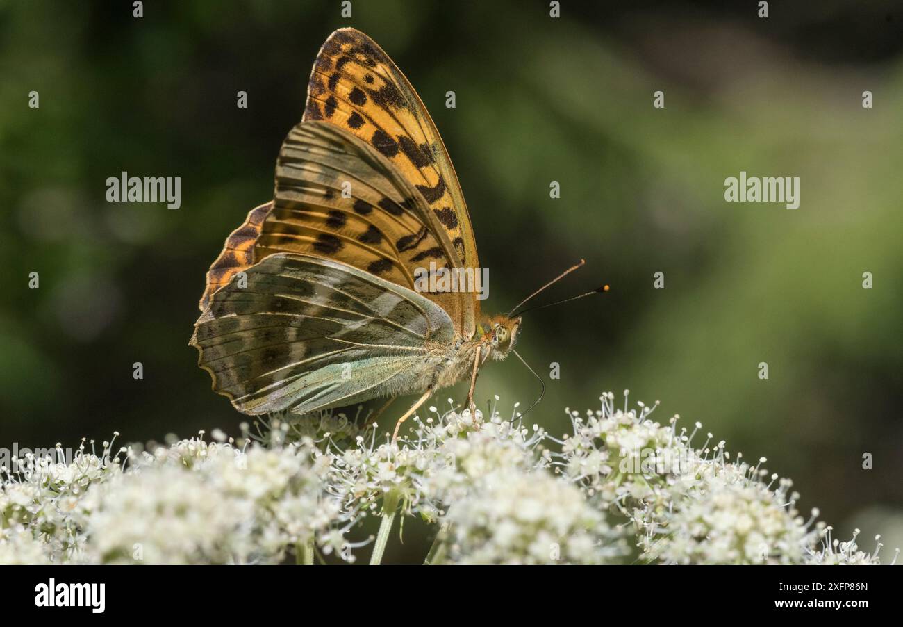 fritillario lavato d'argento (Argynnis paphia), alimentazione femminile di fiori, Finlandia, agosto. Foto Stock