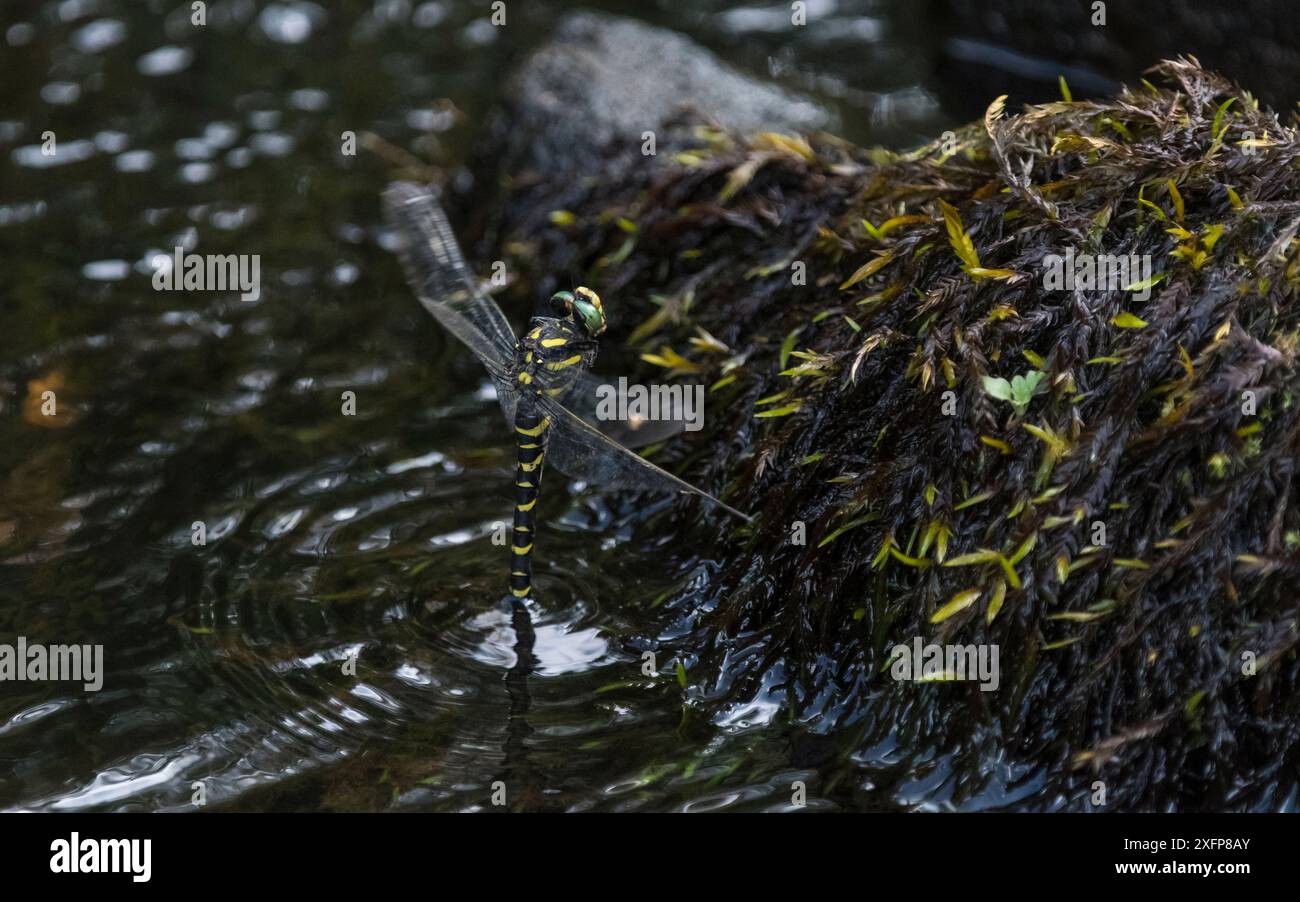 Libellula dagli anelli dorati (Cordulegaster boltonii), uova deposte femminili, Finlandia Foto Stock