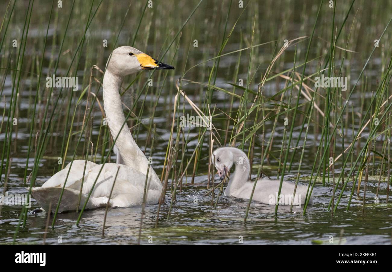 Whooper Swan (Cygnus cygnus), adulto e cygnet tra le canne, Finlandia, giugno. Foto Stock