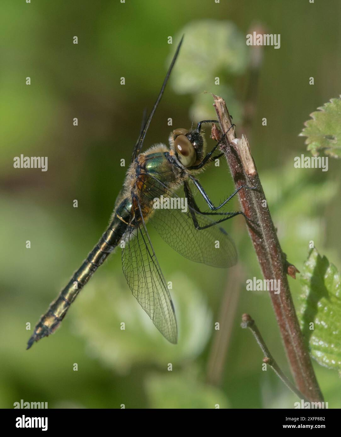 Smeraldo sfarzoso (Cordulia aenea), maschio, Finlandia, giugno. Foto Stock