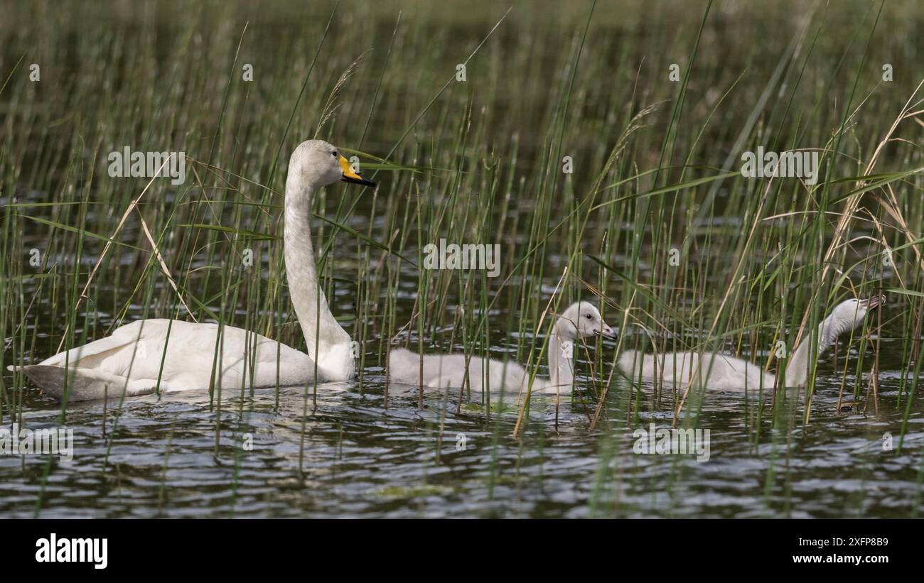 Whooper cigno (Cygnus cygnus) adulto e cignetti tra canne, Finlandia, giugno. Foto Stock