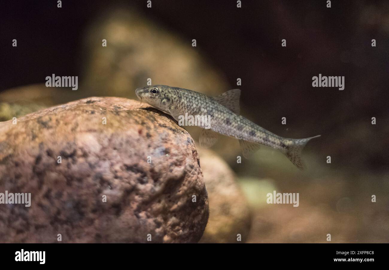 Gudgeon (Gobio gobio) in acquario, Finlandia, luglio. Foto Stock