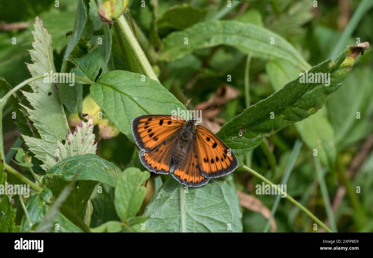 Farfalla di rame grande (Lycaena dispar), donna, Finlandia, luglio. Foto Stock