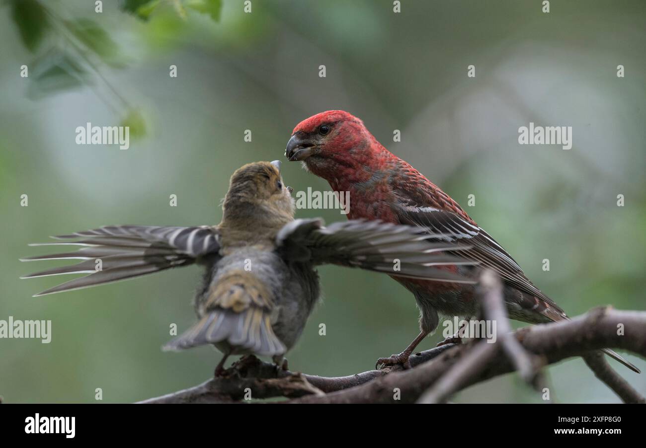 Pine grosbeak (Pinicola enucleator), alimentazione maschio capretti, Finlandia, Luglio. Foto Stock