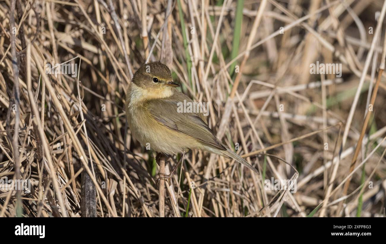 Chiffchaff comune (Phylloscopus collybita), adulto in primavera, Finlandia, aprile. Foto Stock