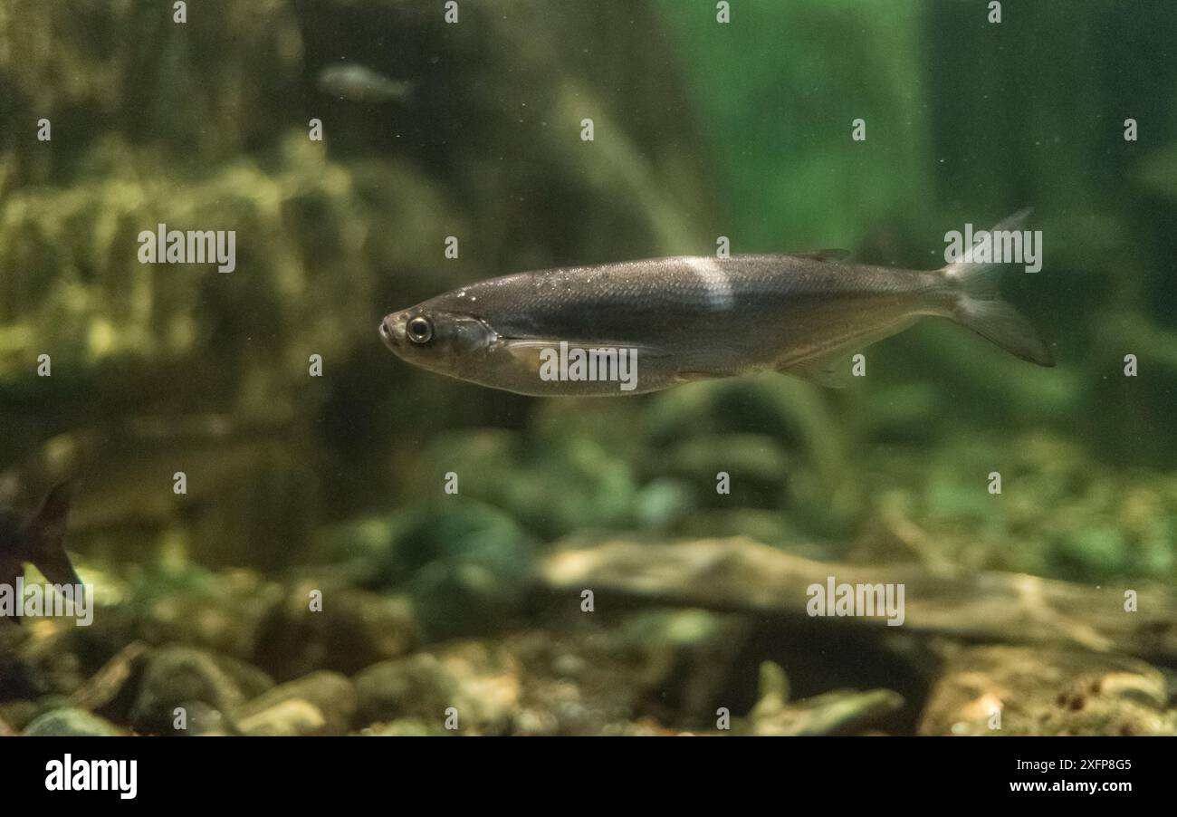 Ziege / Sichel (Pelecus cultratus) in acquario, Finlandia, luglio. Foto Stock