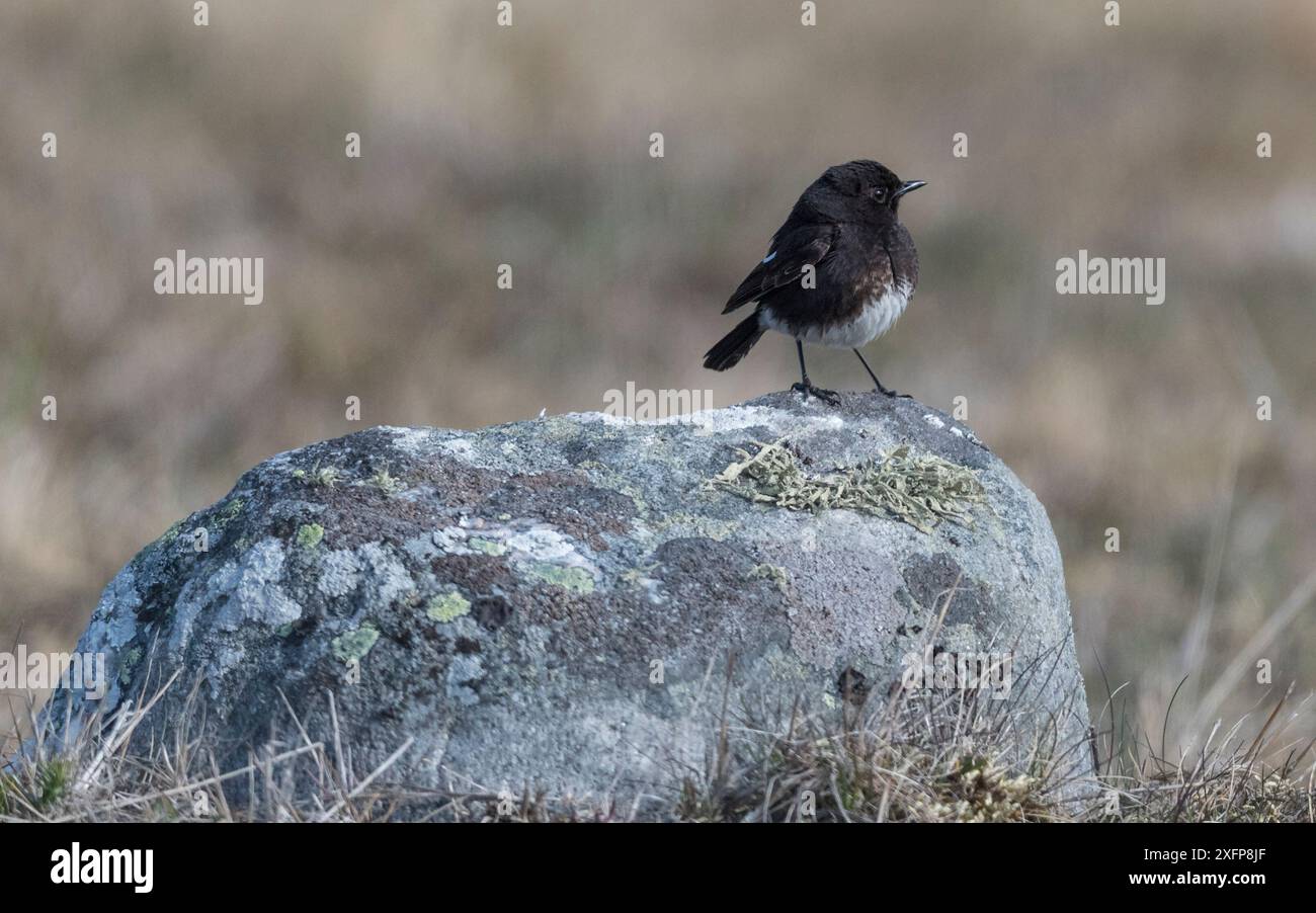 Pied Bush chat (Saxicola caprata) Finlandia, maggio. Foto Stock