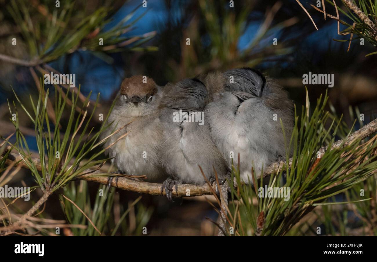 Blackcap (Sylvia atricapilla) femmina e due maschi si accoccolano per riscaldarsi mentre dorme, Finlandia, maggio. Foto Stock