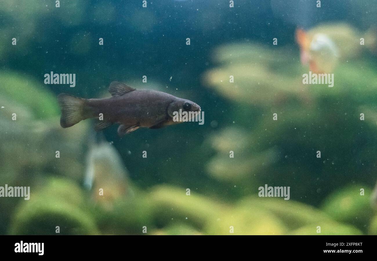 Tinca tinca, Finlandia, luglio. Foto Stock