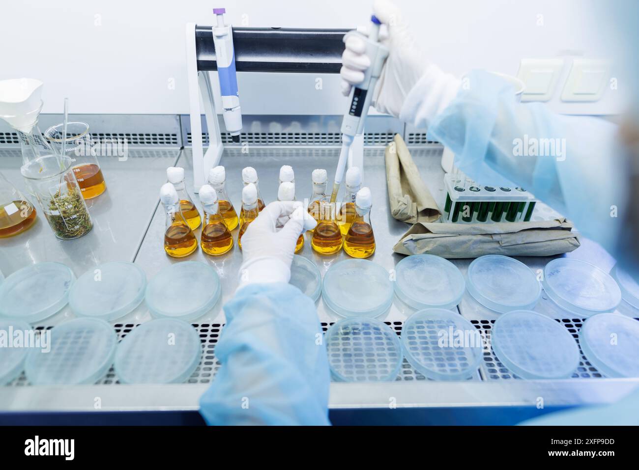 assistente di laboratorio donna conduce ricerca, analisi chimiche, analisi di batteri in laboratorio, medico fa un test Foto Stock