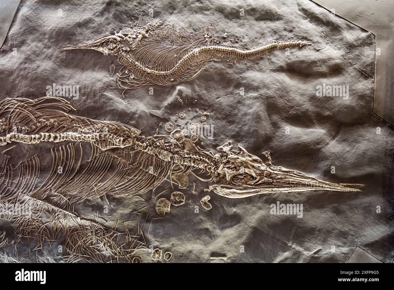 Due fossili di rettili marini (Mixosaurus sp). E (Shastasauride) dal Triassico medio. Museo dei fossili di Monte San Giorgio, sito patrimonio dell'umanità dell'UNESCO, Ticino, Svizzera. Foto Stock