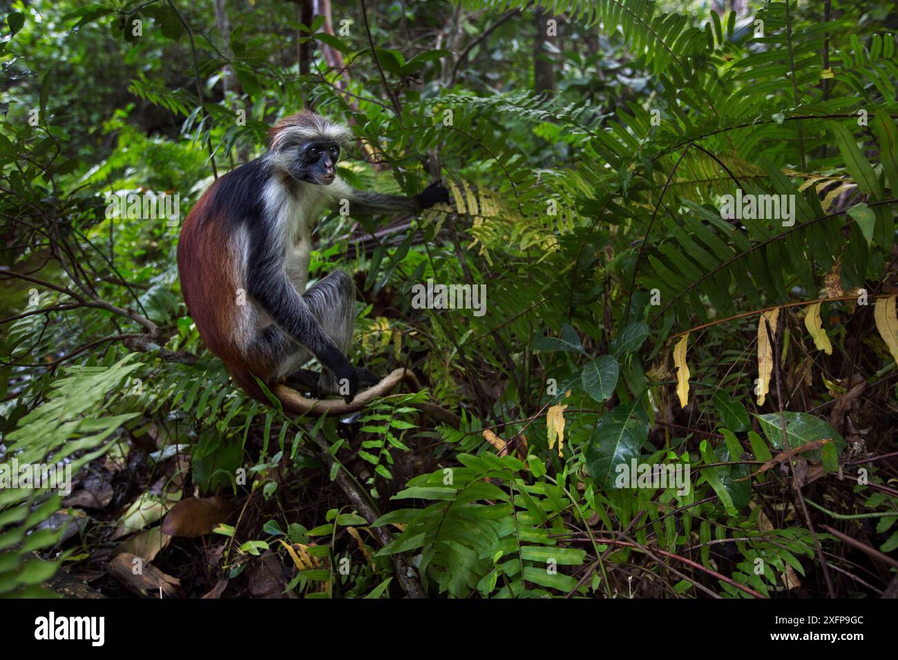 Colobo rosso di Zanzibar (Procolobus kirkii) femmina seduta su un albero. Parco nazionale della baia di Jozani-Chwaka, Zanzibar, Tanzania. Maggio. Foto Stock