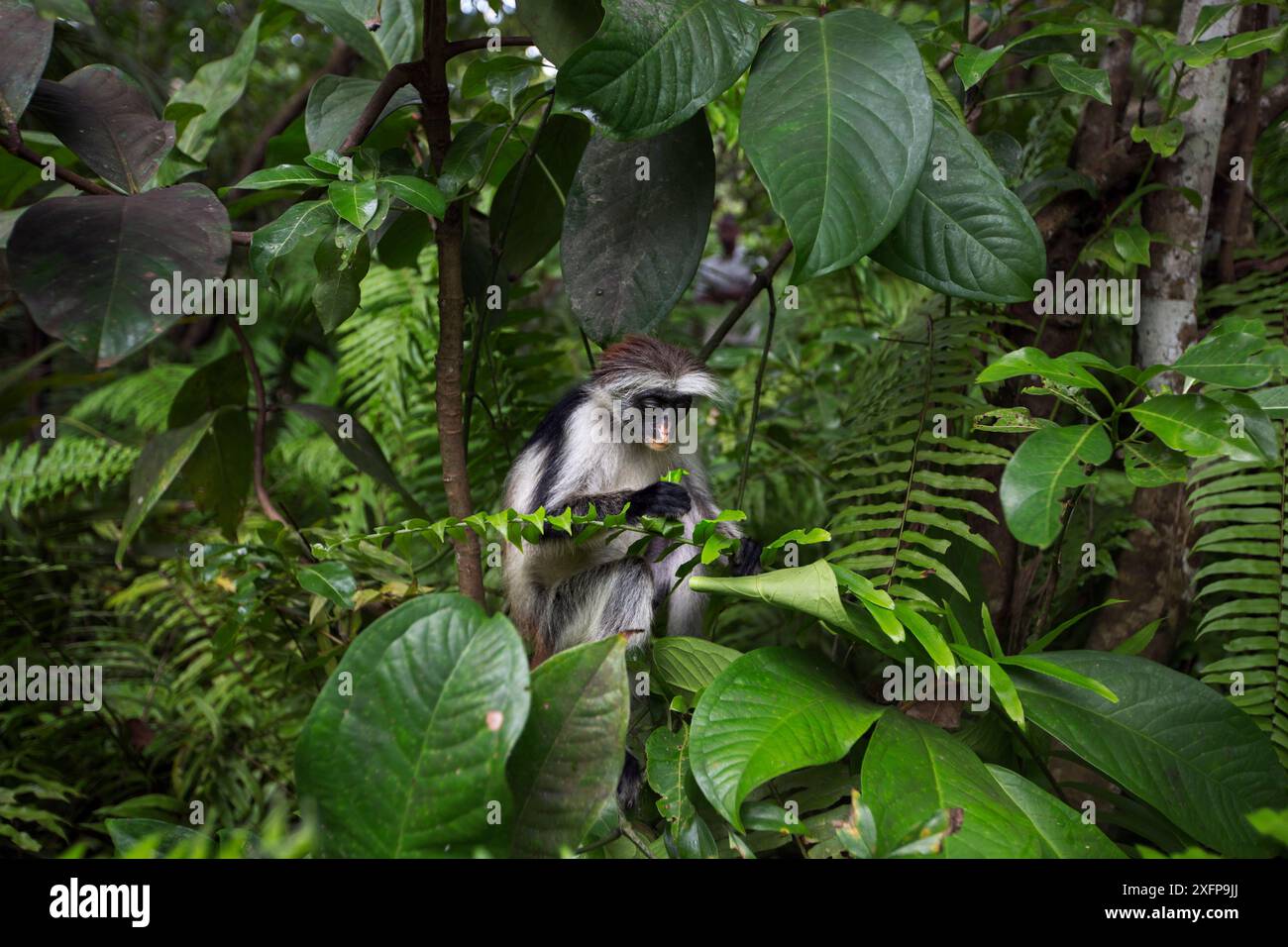 Colobo rosso di Zanzibar (Procolobus kirkii) femmina che si nutre della vegetazione. Parco nazionale della baia di Jozani-Chwaka, Zanzibar, Tanzania. Maggio. Foto Stock