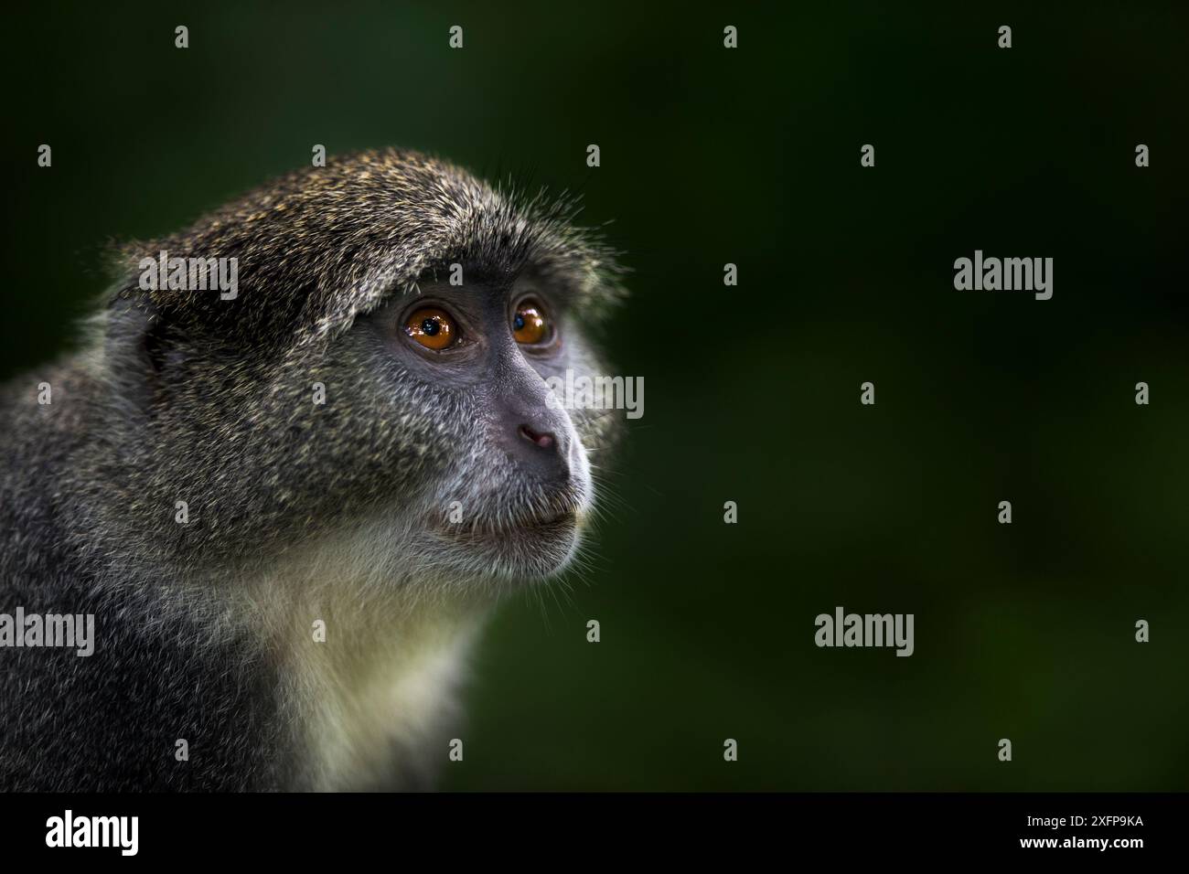 Zanzibar sykes scimmia (Cercopithecus mitis albogularis) ritratto . Parco nazionale della baia di Jozani-Chwaka, Zanzibar, Tanzania. Maggio. Foto Stock