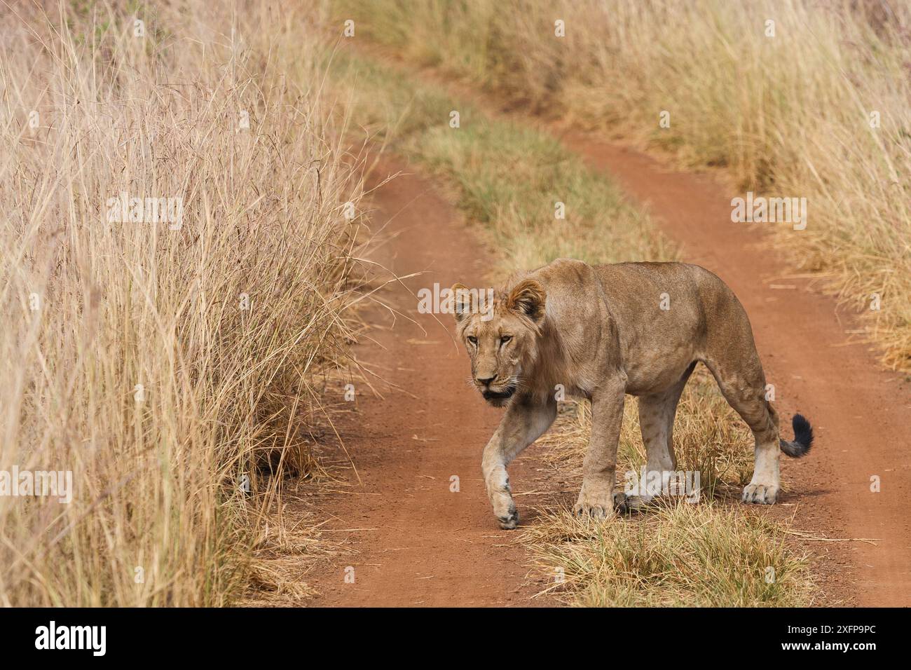 Leone africano (Panthera leo) giovanile, che attraversa una strada nel Parco Nazionale di Pendjari nel Benin. Foto Stock