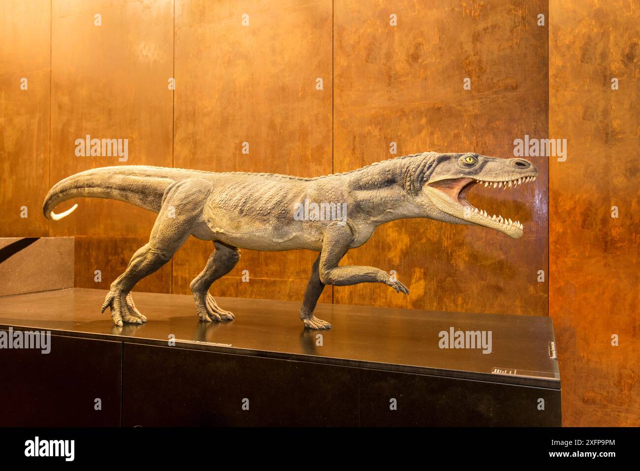 Modello di Ticinosuco (Ticinosuchus ferox) del Triassico medio, patrimonio dell'umanità dell'UNESCO, Museo dei fossili di Monte San Giorgio, Ticino, Svizzera. Foto Stock