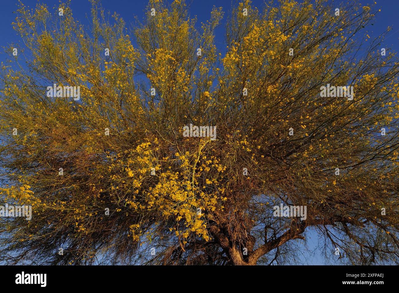 Yellow or Foothills Palo Verde Tree (Cercidium microphyllum), Arizona, USA. Aprile 2014. Foto Stock