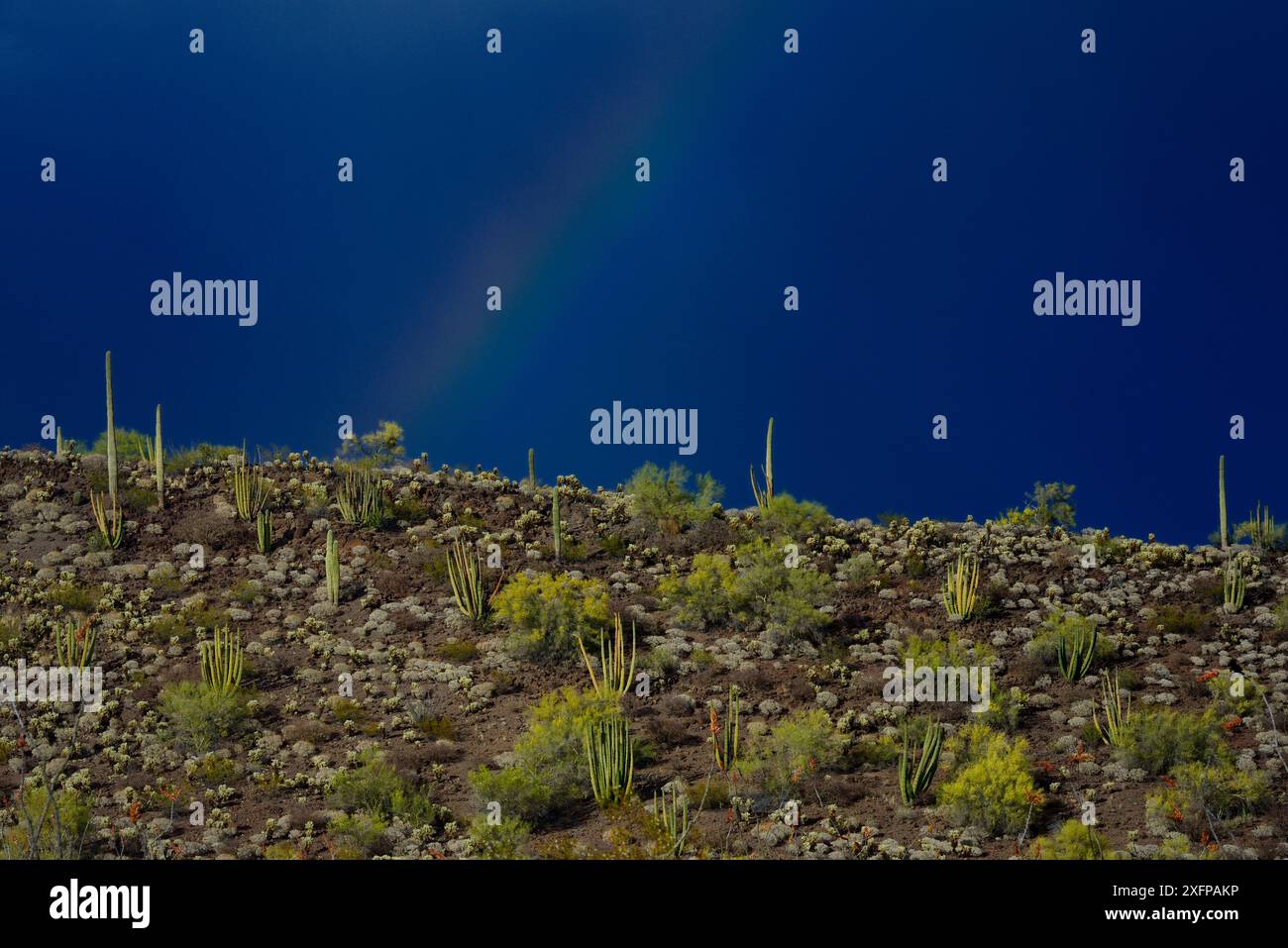 Arcobaleno sopra i cactus di Saguaro (Carnegiea gigantea), i cactus a canne d'organo (Stenocereus thurberi) e l'albero di Palo Verde ai piedi (Cercidium microphyllum), il Monumento Nazionale del cactus a canne d'organo, deserto di Sonora, Arizona, USA, aprile. Foto Stock Arcobaleno sopra i cactus di Saguaro (Carnegiea gigantea), i cactus a canne d'organo (Stenocereus thurberi) e l'albero di Palo Verde ai piedi (Cercidium microphyllum), il Monumento Nazionale del cactus a canne d'organo, deserto di Sonora, Arizona, USA, aprile. Foto Stock
