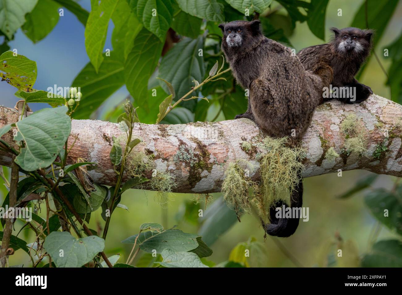 tamarin (Saguinus nigricollis) Sumaco, Napo, Ecuador. Foto Stock