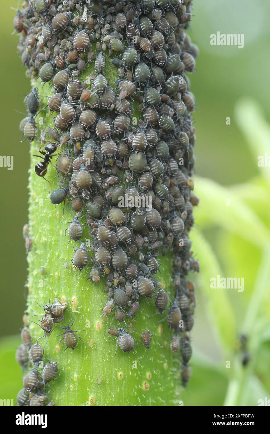 Black Older (Sambucus) Black Garden ant (Lasius niger) Approaching, Allgaeu, Baviera, Germania Foto Stock