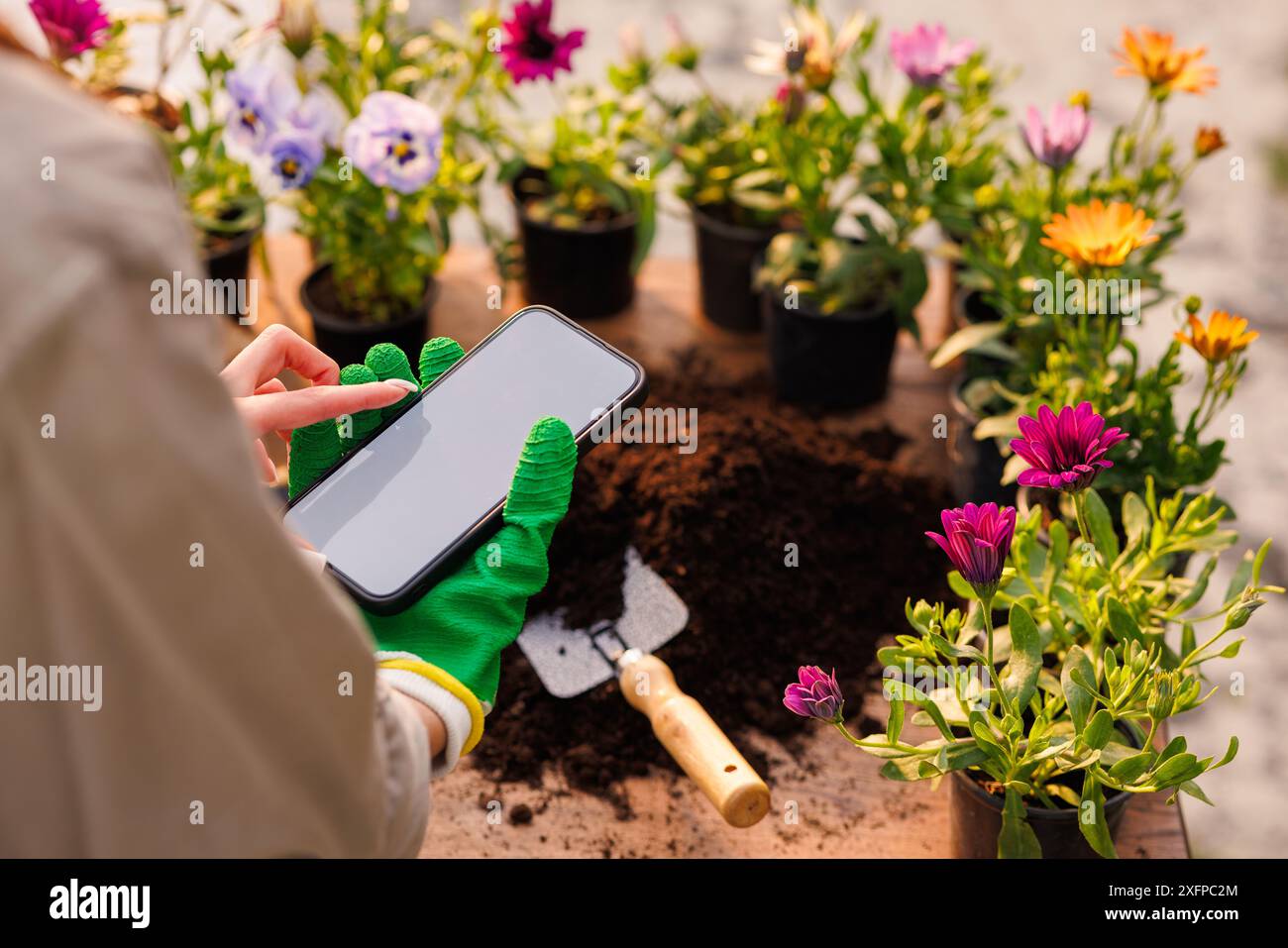 Agricoltura intelligente, agroalimentare e tecnologia. La mano del giardiniere con il telefono nel giardino dei fiori, che si prende cura delle piante floreali Foto Stock