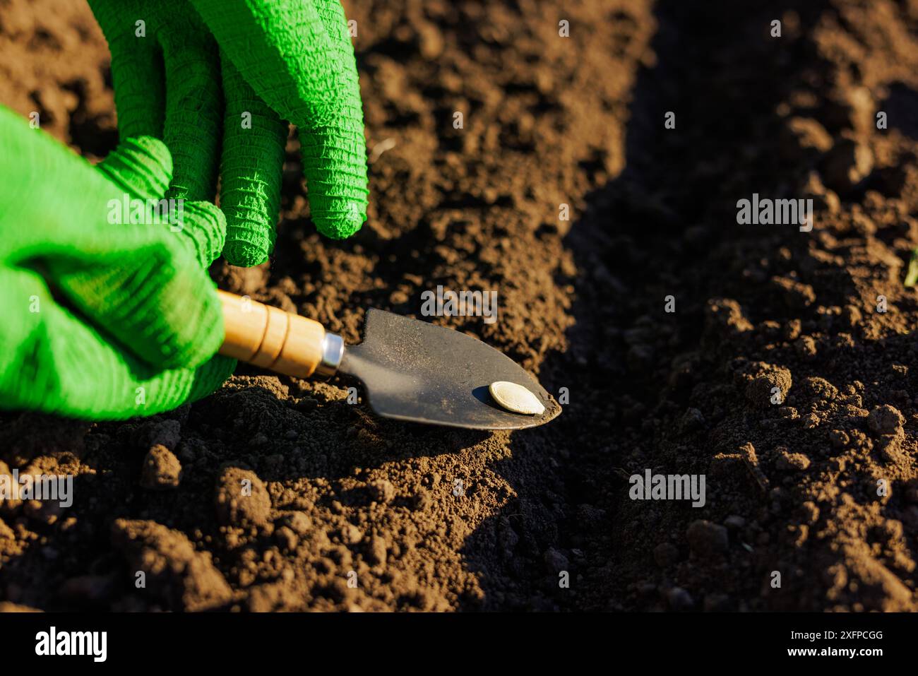 La mano dell'agricoltore piantava i semi nel suolo in file, l'agricoltura di successo, i semi di zucca, il raccolto di successo Foto Stock