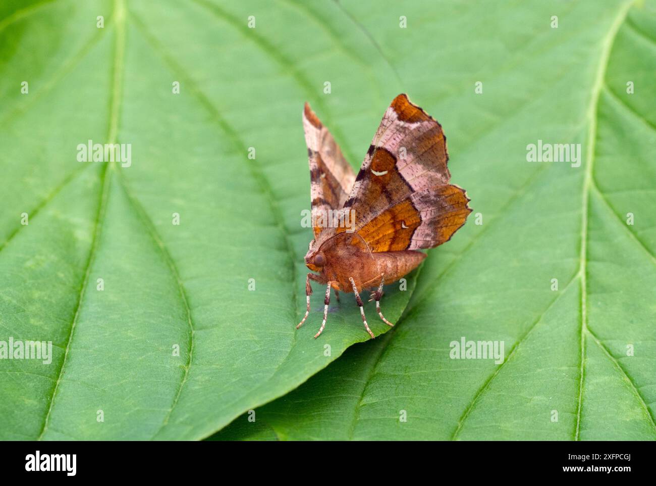 Purple thorn Moth (Selenia tetralunaria) Dorset, Inghilterra, Regno Unito, luglio. Foto Stock