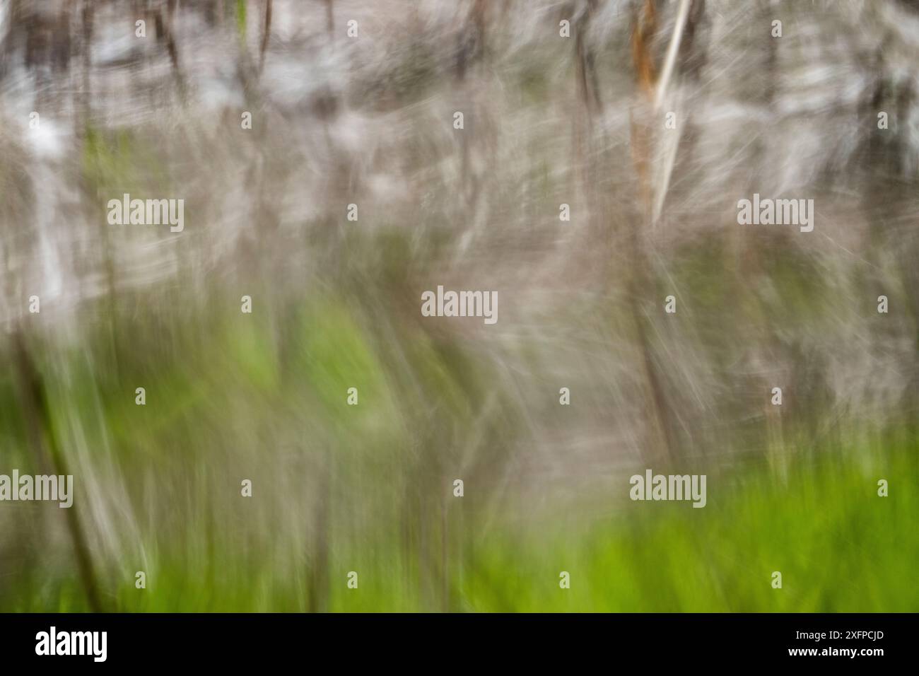 Rappresentazione astratta della vegetazione della coda di gatto Foto Stock