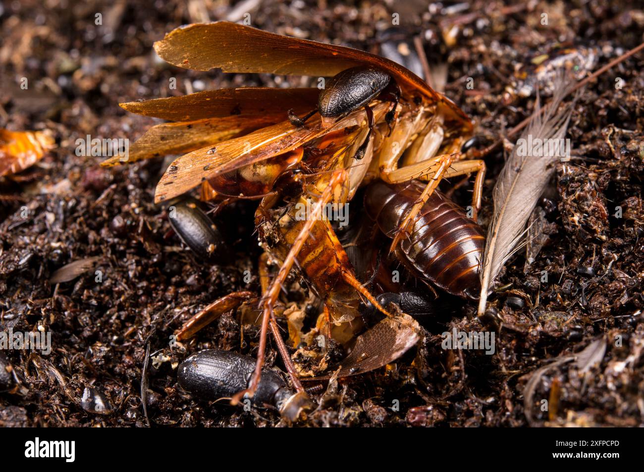 Specie di scarafaggi, tra cui Pycnoscelus indicus che mangiano un altro scarafaggio morto (Periplaneta americana). Grotta di Gomantong, Borneo, Sabah, Malesia. Foto Stock