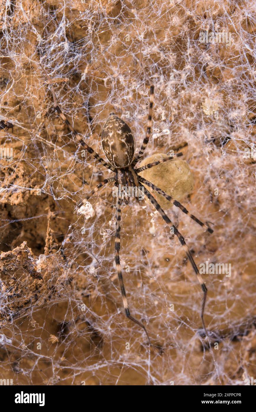 Ragno di grotta (Psechrus borneo), grotte di Gomantong, Borneo, Sabah, Malesia. Foto Stock