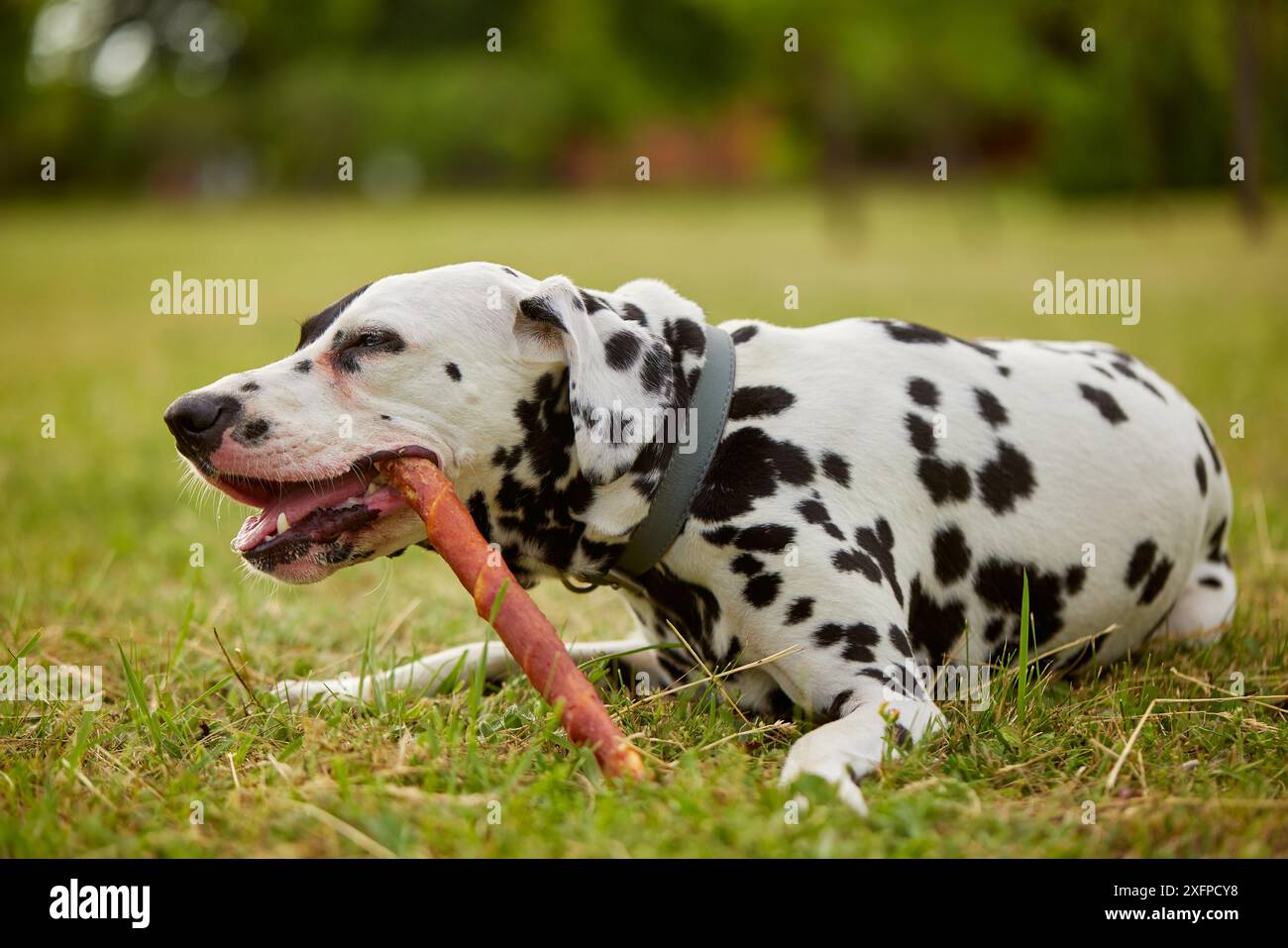 la ragazza dà l'osso al cane dalmata, cibo per cani, concetto di cura del cane Foto Stock