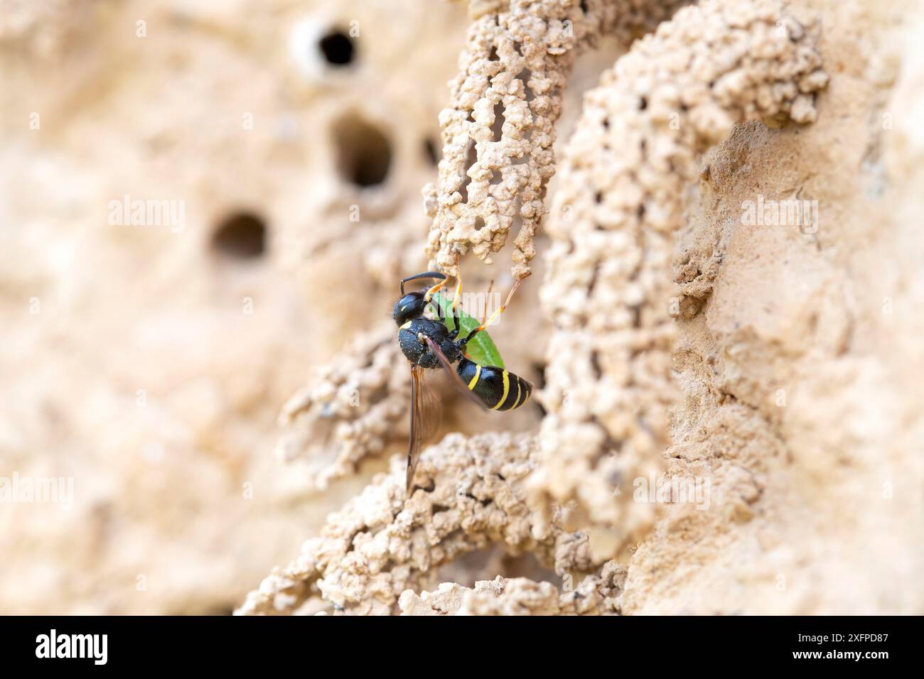 Spiny Mason Wasp (Odynerus spinipes), con larva di weevil (Curculionidae) come preda al nido, Wuppertal, Germania Foto Stock