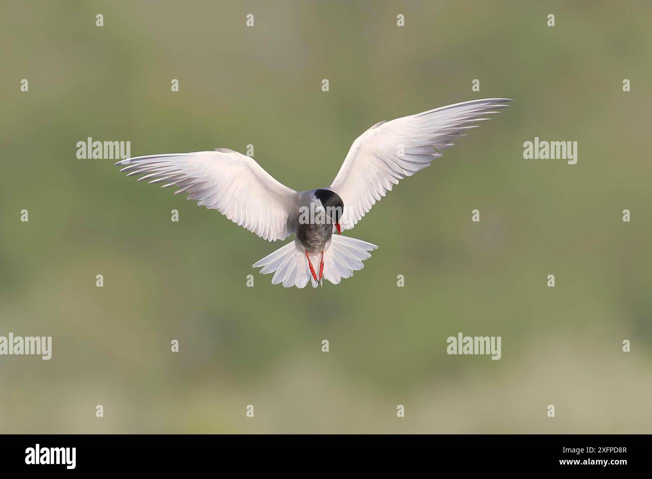 Tern dalla barba bianca (Chlidonias hybrida) in volo sulle zone umide, uccello migratorio che si riproduce sui laghi interni, sulle paludi e sui fiumi in Europa, fauna selvatica Foto Stock