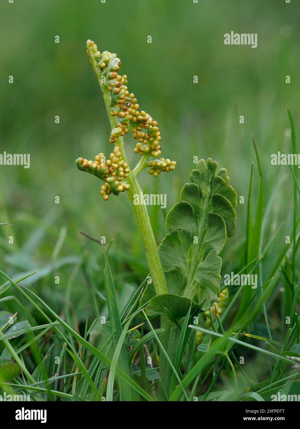 Moonwort (Botrychium lunaria) , Upper Teesdale, Co. Durham, Inghilterra, Regno Unito, giugno - immagine messa a fuoco impilata Foto Stock