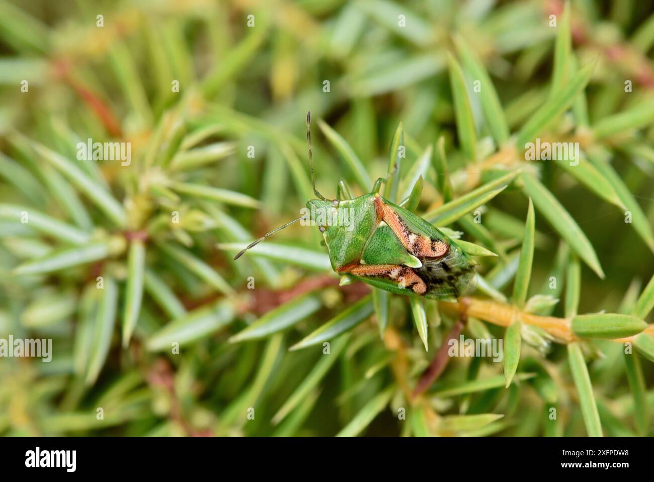 Juniper shieldbug (Cyphostethus tristriatus) Buckinghamshire, Inghilterra, Regno Unito, settembre Foto Stock