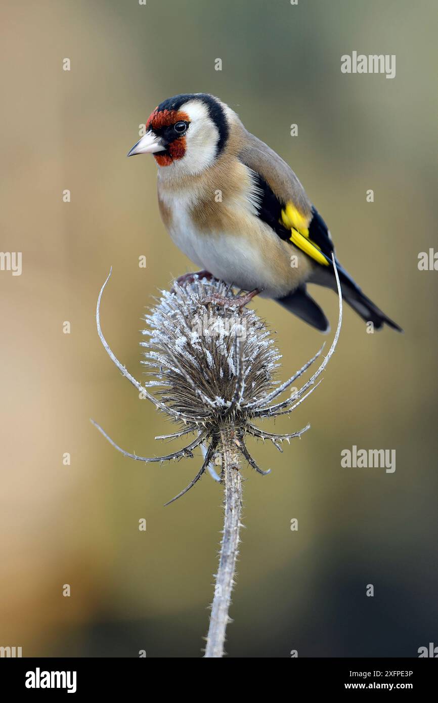 Goldfinch (Carduelis carduelis) arroccato su Frost Covered Teasel (Dipsacus fullonum), Hertfordshire, Inghilterra, Regno Unito, gennaio Foto Stock