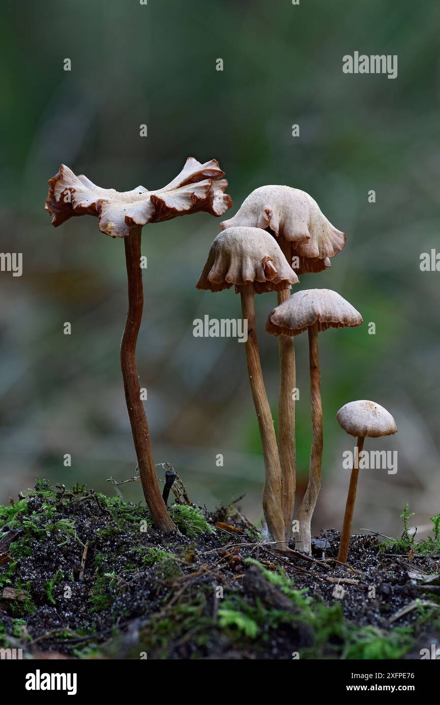 Comune inganno (Laccaria laccata) gruppo di toadstools in varie fasi di sviluppo, Bedfordshire, Inghilterra, Regno Unito, ottobre Foto Stock
