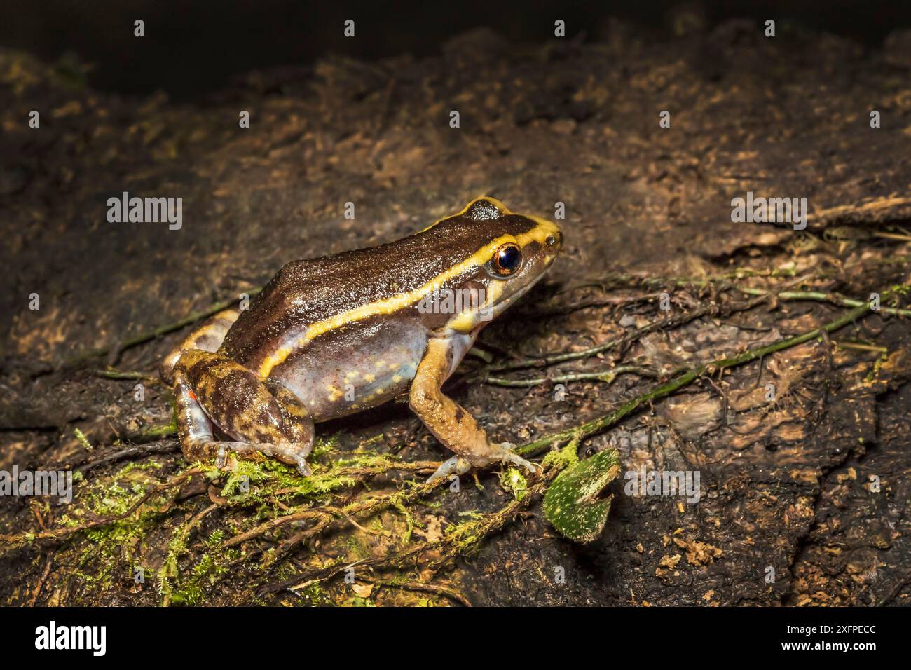 Rana a righe d'oro (Lithodytes lineatus) adulto, Amazzonia, Ecuador. Giugno. Foto Stock