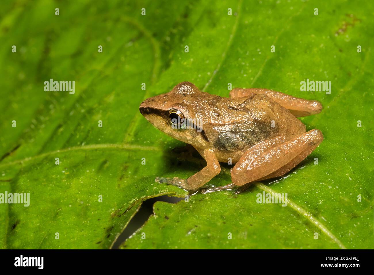 Rana rapinatore Cachabi (Pristimantis achatinus) adulto sulla foglia, Mindo, Ecuador. Giugno. Foto Stock