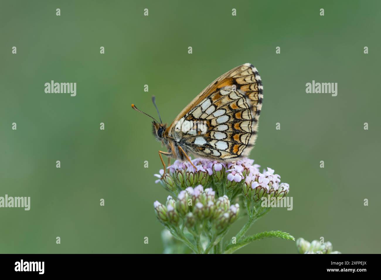 fritillario di Grison (Melitaea varia) Santa Caterina di Valfurva, Alpi, Italia Foto Stock