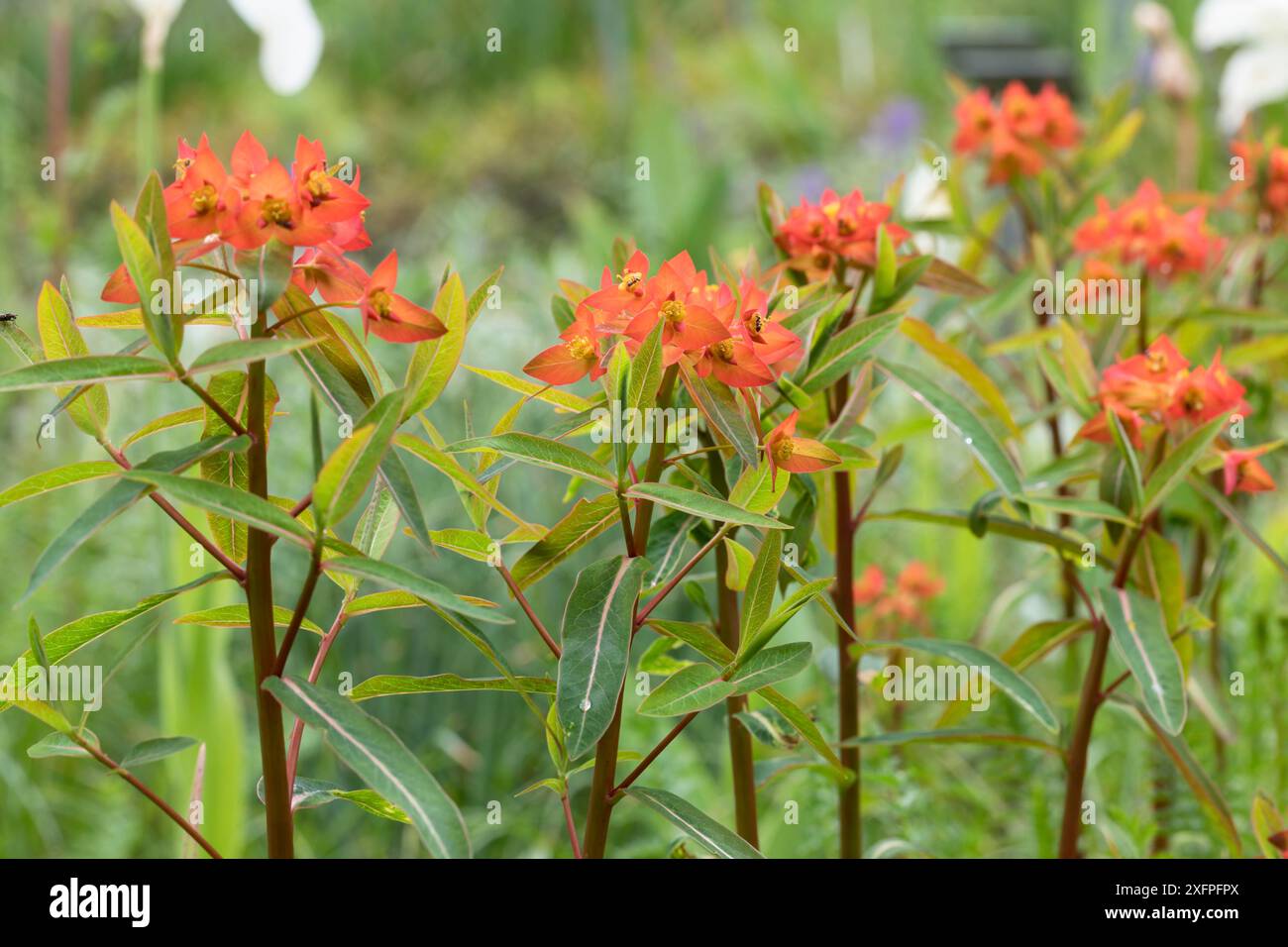Euphorbia griffithii Fireglow (Wolfsmilch) Foto Stock