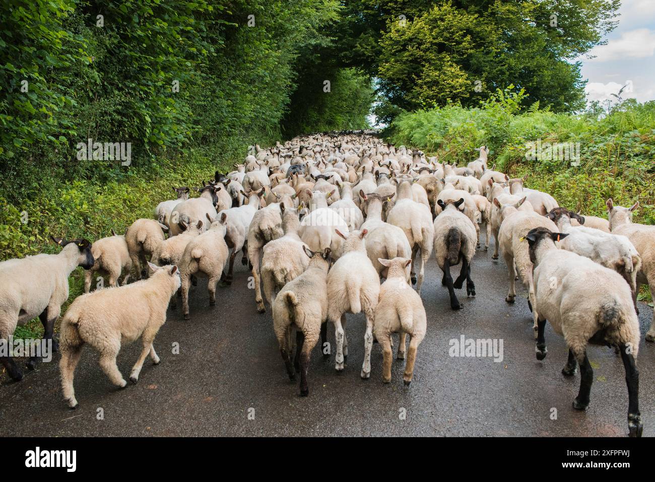 Flock of Sheep blocking Road, Monmouthshire Wales UK, luglio. Foto Stock