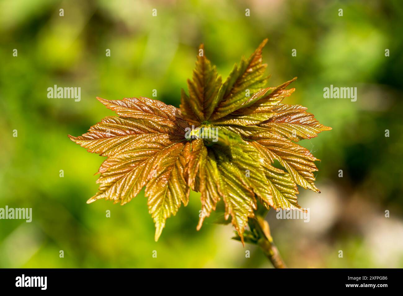 Foglie d'acero norvegese in primavera Foto Stock