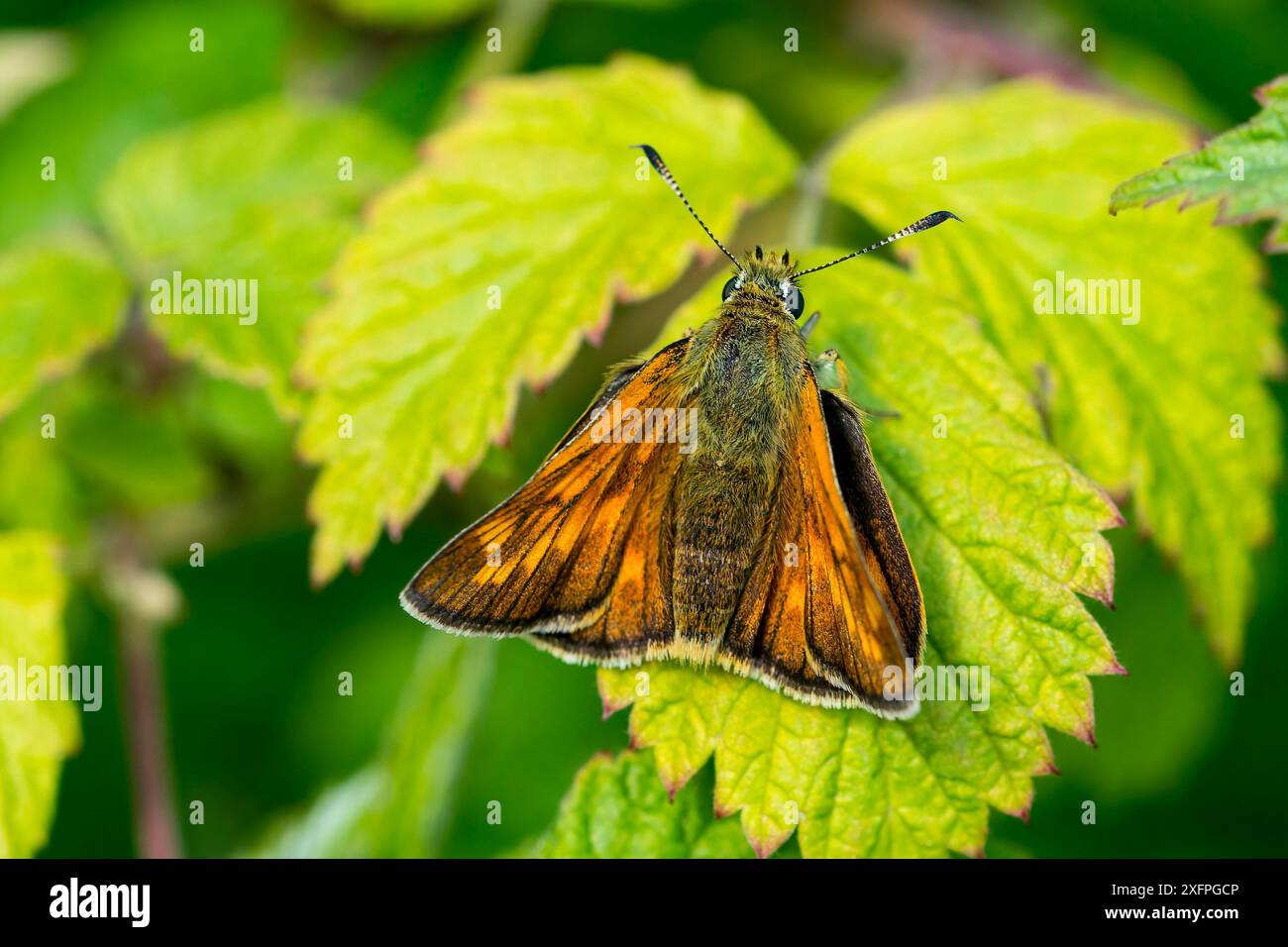 Grande skipper su una foglia. Skipper grande (Ochlodes sylvanus) Foto Stock