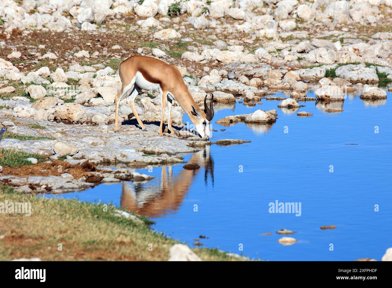 Sorseggiando uno springbok in un pozzo d'acqua nel Parco Nazionale di Etosha Foto Stock