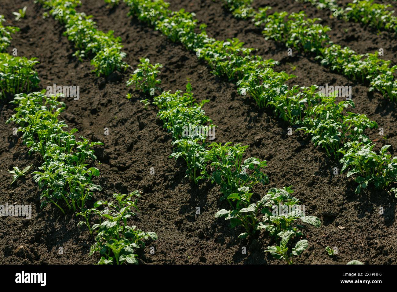 Campo di grano saraceno in fiore, coltivazione di grano saraceno biologico, concetto agroalimentare di successo, miele di grano saraceno Foto Stock